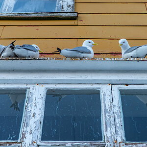 190308 Lofoten 8