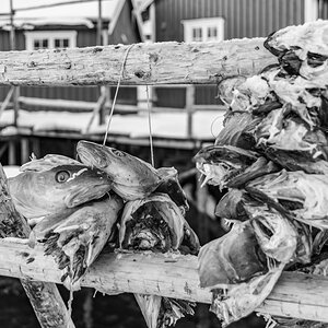 190308 Lofoten 12