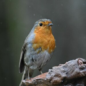comp DSC 2529