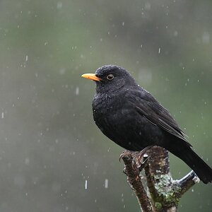 comp DSC 2444

Amsel