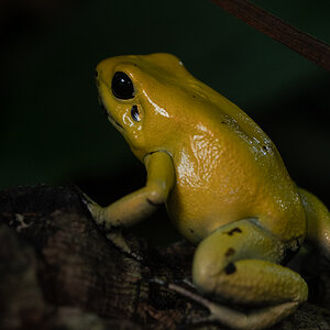 Gelber Pfeilgiftfrosch P3090158