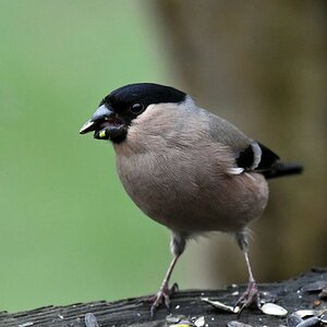 comp DSC 2693