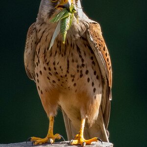 Turmfalken-Papa wartet mit Futter für die Kleinen