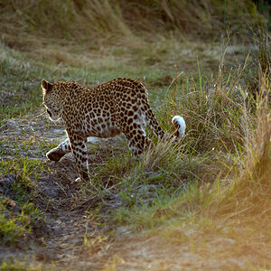 A leopard can’t change his spots and never will