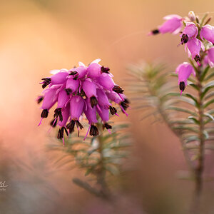 Schneeheide (Erica carnea)