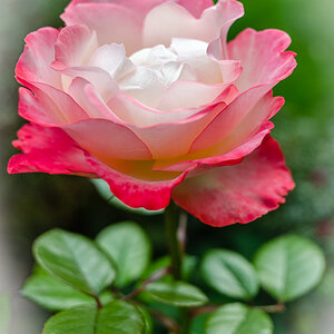 Rose Nostalgie