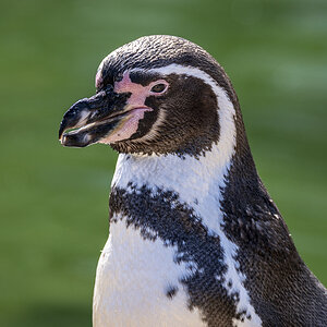 Krefeld Pinguin.jpg