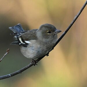 comp_DSC_7171.jpg