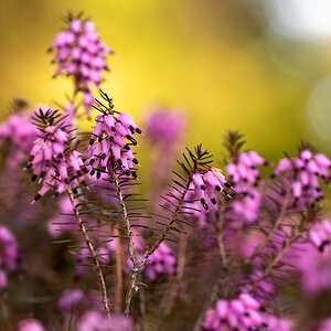 Schneeheide (Erica carnea)