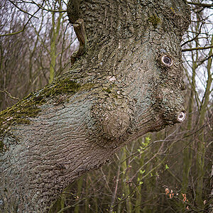 Baumgeist 3_bearbeitet-1.jpg