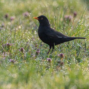 Amsel