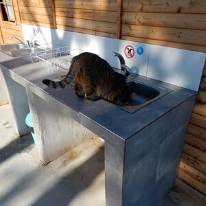 campcat2.jpg