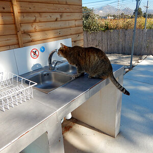 campcat3.jpg