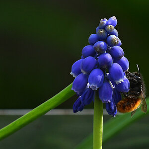 wildbiene.jpg