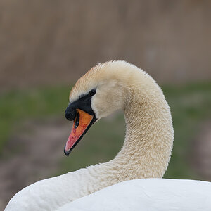 Schwan-der Waechter.jpg