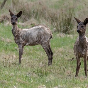 D50_9406_Rehwild beim Fellwechsel IA_3_2019.jpg