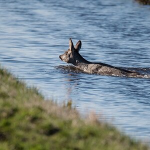 D50_9616_schwimmendes Reh IA_4_2019.jpg