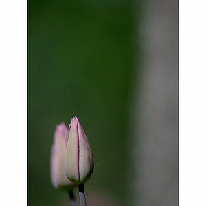 AusPZ1_0430.jpg