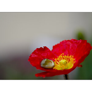 AusPZ1_1131.jpg