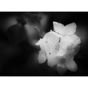 AusPZ1_1134.jpg