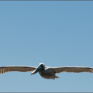peli1 forum
