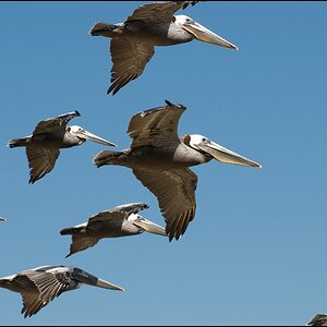 peli2 forum