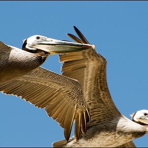 peli3 forum