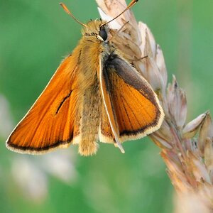 0906 Makro 039