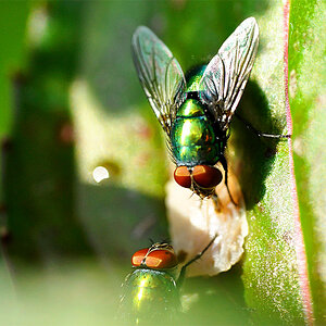 Makro 2 klein