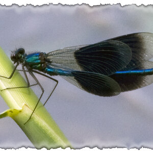 Libelle