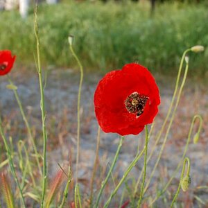 Mohnblumen Olymp NFF