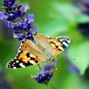 Schmetterling