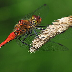 Libelle 061