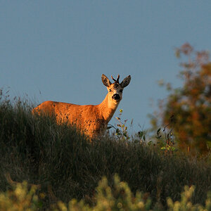 Bock