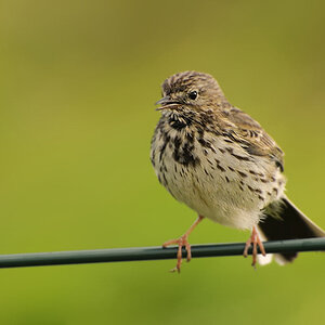 Wiesenpieper