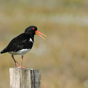 Austernfischer