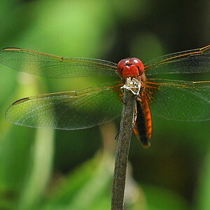 Libelle 062