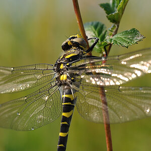 Libelle