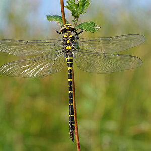 Libelle 01