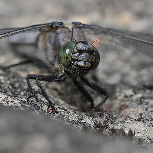 Libelle 032