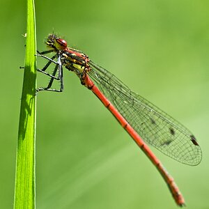 Libelle 10