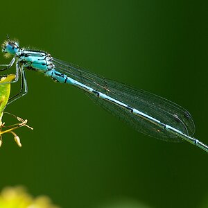 Libelle