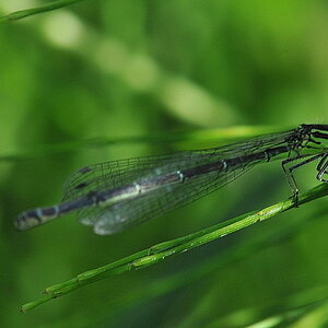 Libelle mit Mücke