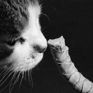 Schnappschuß b/w: eigentlich wollte ich nur meinen Palmensteckling fotographieren... Und da kam mir meine neugierige Katze vor die Linse :-D