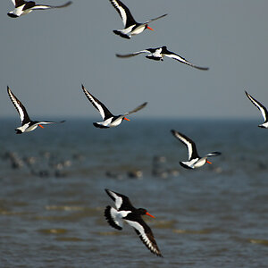 Vogelfotografien 2