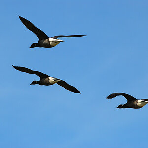 Vogelfotografien 6