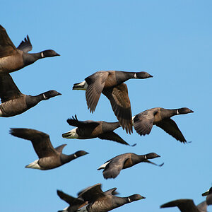 Vogelfotografien 10