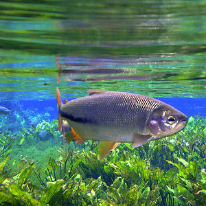 Bonito MS 026