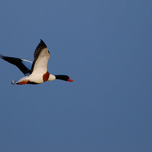 Vogelfotografien 14