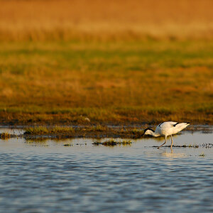 Vogelfotografien 15